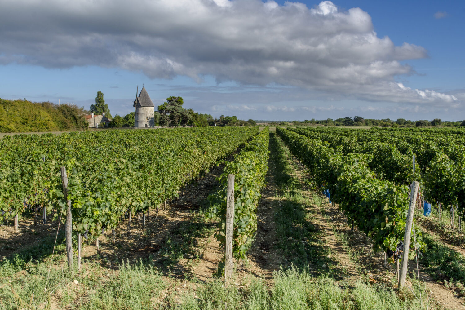 camping Oléron Campagne